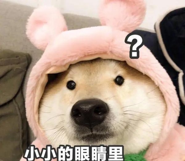 金勺子 公认最通人性的8种狗狗，养上一只，就像多了个好伙伴